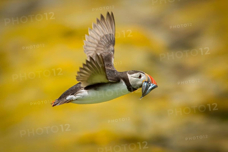 Atlantic Puffin (Fratercula arctica) in flight with sandeels in bill, Farne Islands, United Kingdom
