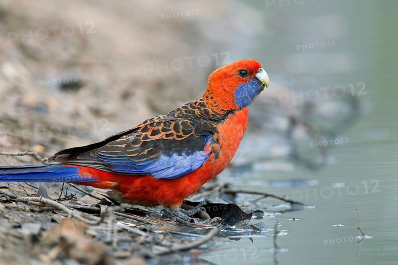 Crimson Rosella (Platycercus elegans), Victoria, Australia