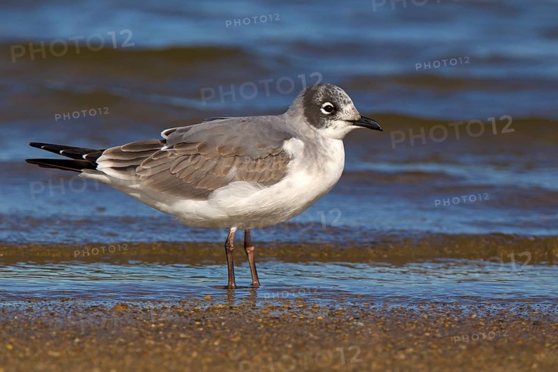 Franklin's Gull (Leucophaeus pipixcan) 1st winter, Ohio, USA