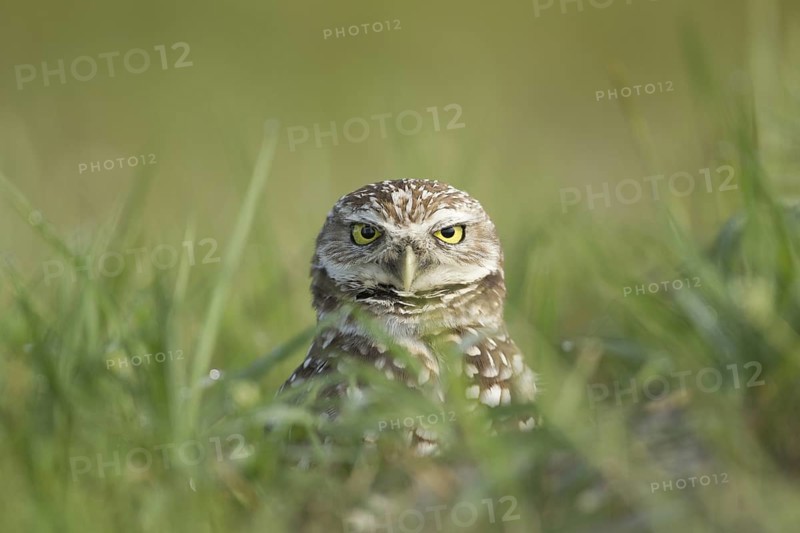 Burrowing Owl (Athene cunicularia), Florida, USA