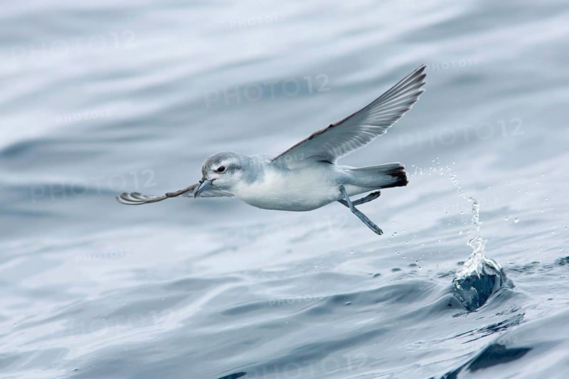 Fairy Prion (Pachyptila turtur) flying, Victoria, Australia