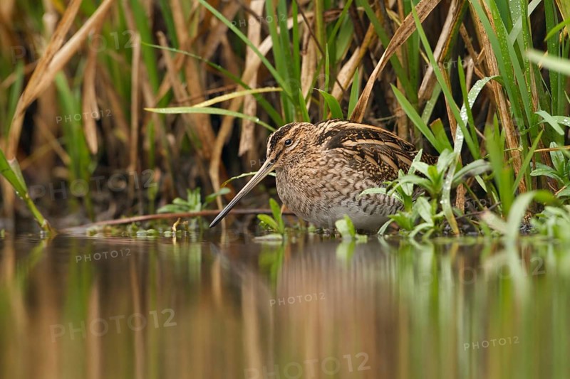 Watersnip, Snipe, Gallinago gallinago