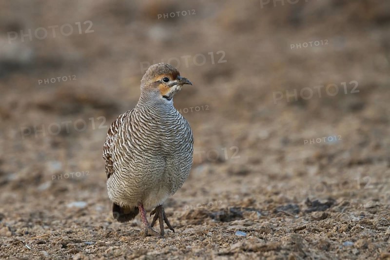 Grey Francolin (Francolinus pondicerianus), Oman