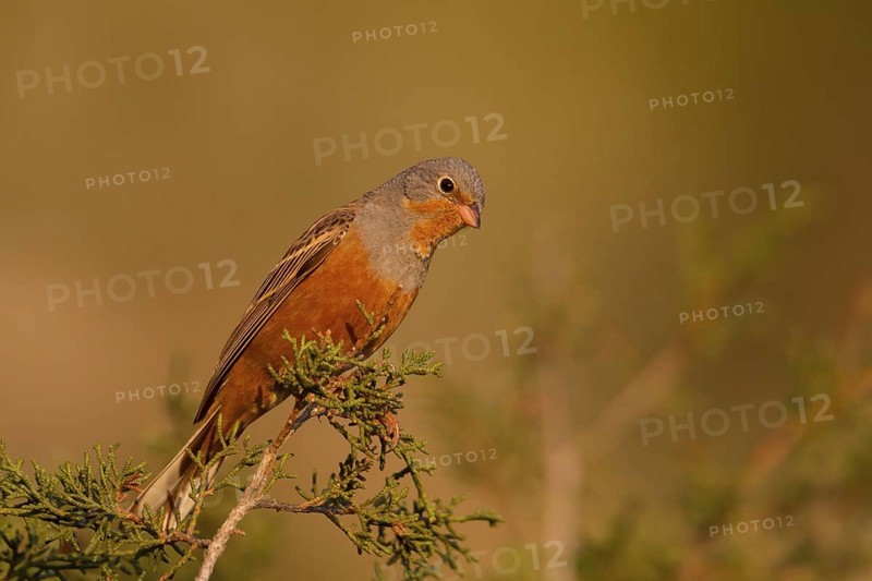 Cretzschmar's Bunting (Emberiza caesia) male, Cyprus