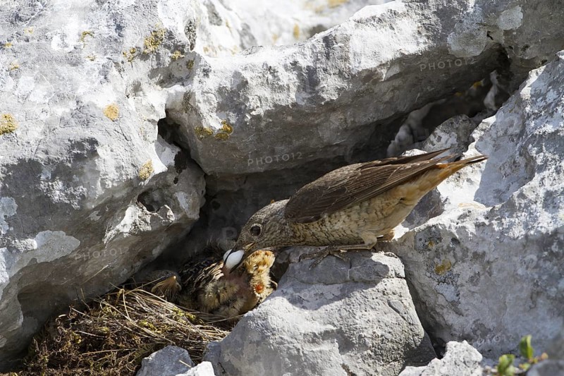 Common Rock Thrush (Monticola saxatilis) female cleaning fecal sac out of nest, Primorje, Croatia