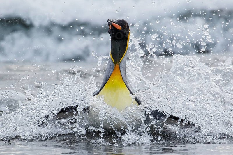 King Penguin (Aptenodytes patagonicus) swimming in the ocean near South Georgia Island