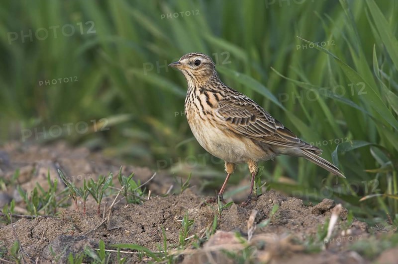 Eurasian Skylark (Alauda arvensis), Rhineland-Palatinate, Germany