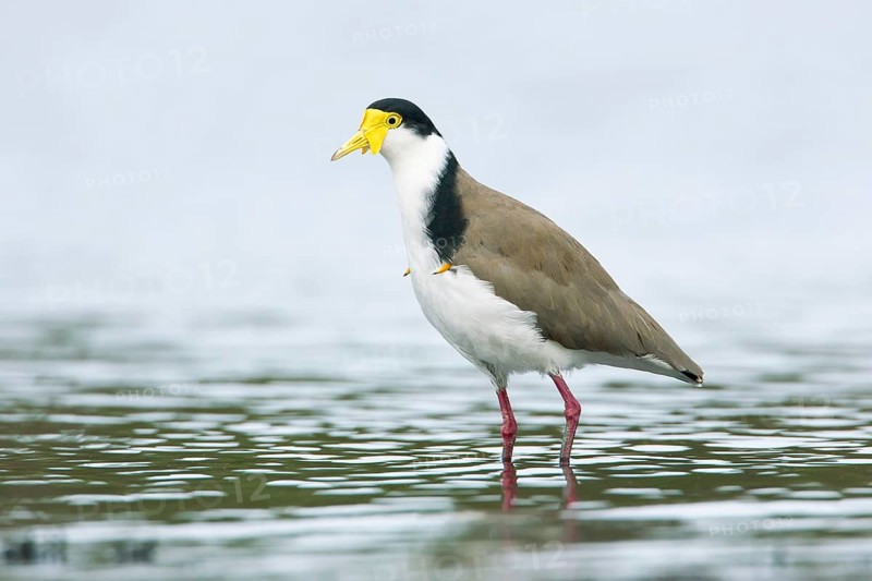 Masked Lapwing (Vanellus miles), Victoria, Australia