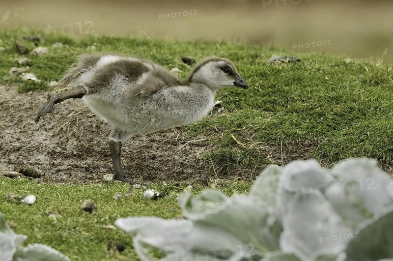 Ruddy-headed Goose (Chloephaga rubidiceps), Falkland Islands