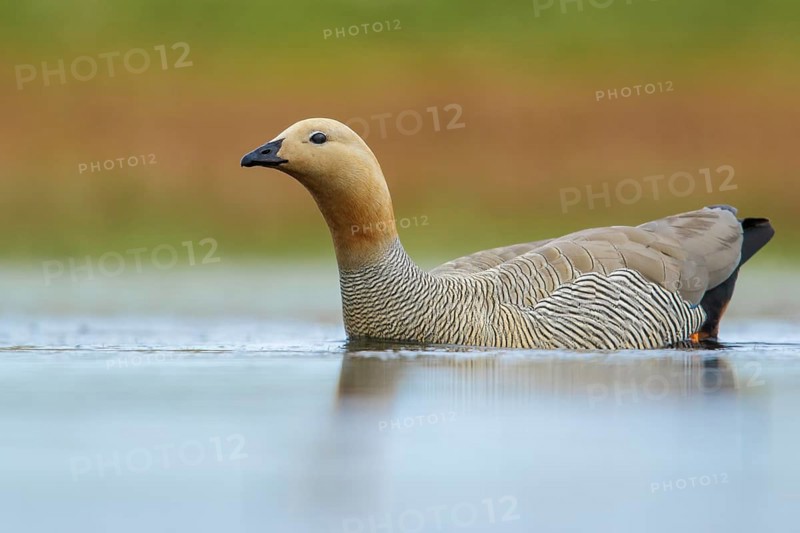 Ruddy-headed Goose (Chloephaga rubidiceps) feeding along the shoreline in the Falkland Islands