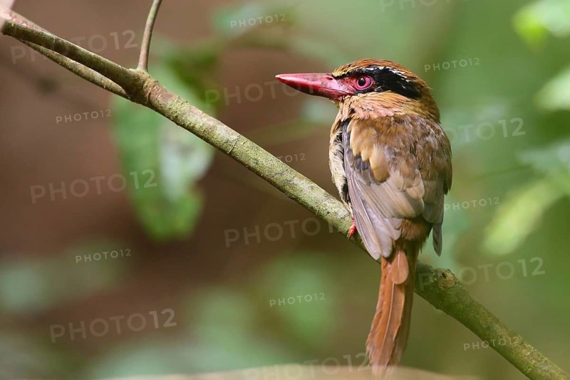 Blauohrliest (Cittura cyanotis) female perched on a branch, North Sulawesi, Indonesia