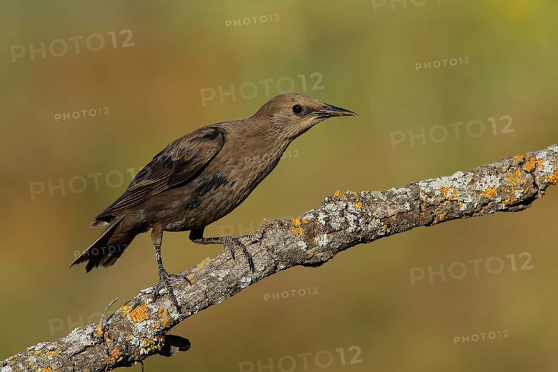 Spotless Starling (Sturnus unicolor) juvenile perched on lichen branch, Andalusia, Spain