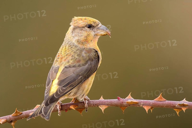 Red Crossbill (Loxia curvirostra) female perched on a branch, Aragon, Spain
