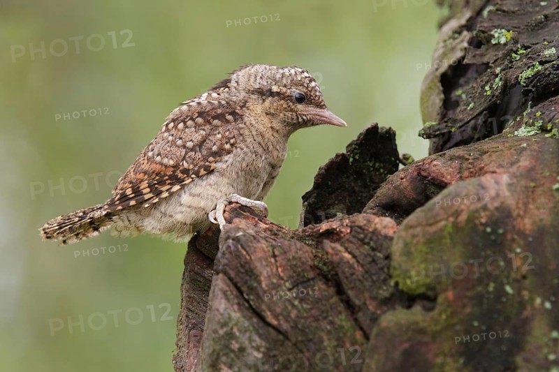 Eurasian Wryneck (Jynx torquilla) juvenile, Saxony, Germany