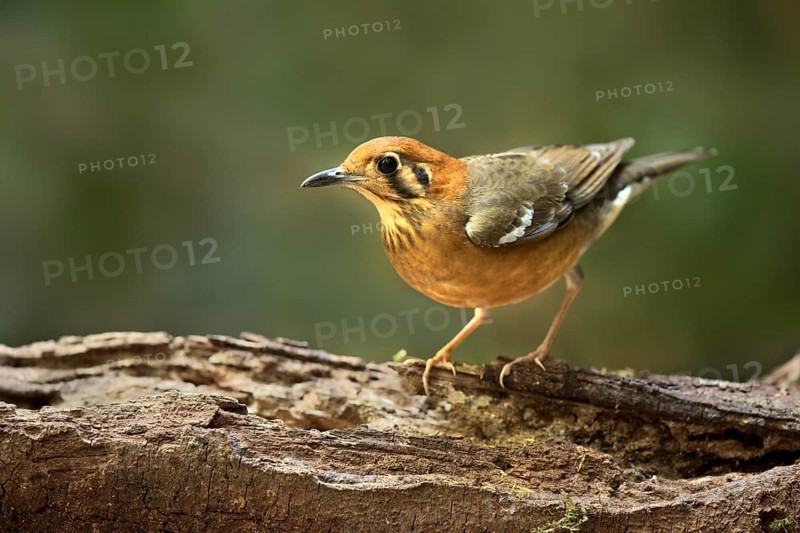 Orange-headed Thrush (Geokichla citrina), Bidoup National Park, Vietnam