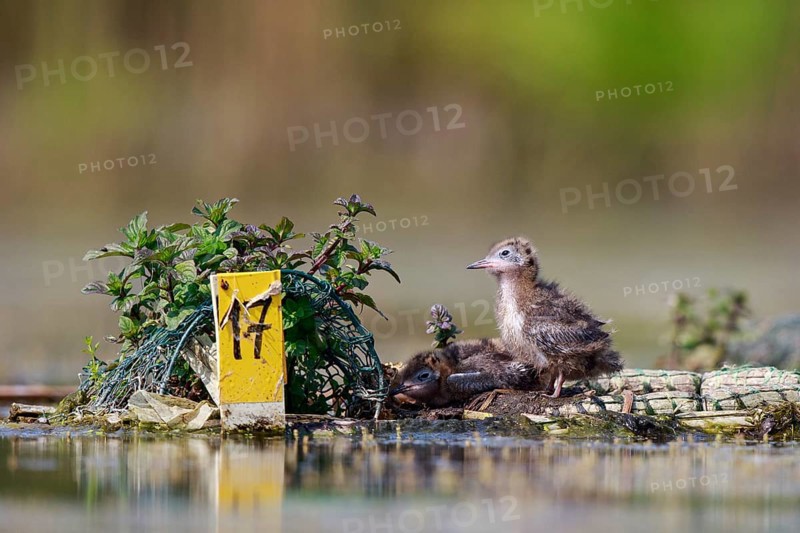 Black Tern (Chlidonias niger) chicks on nest, North Rhine-Westphalia, Germany