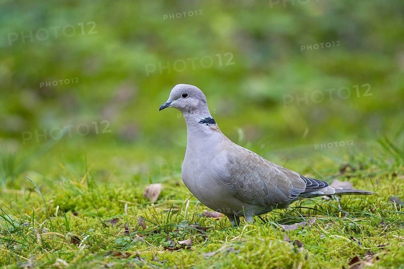 Eurasian Collared Dove (Streptopelia decaocto) perched on field, Bavaria, Germany