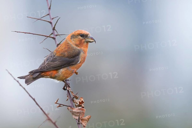 Common Crossbill - Fichtenkreuzschnabel - Loxia curvirostra ssp. curvirostra, Germany, adult male, Type C 'Glip Crossbill'