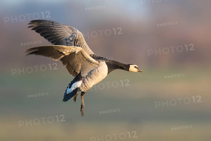 Barnacle Goose (Branta leucopsis) landing, North Rhine-Westphalia, Germany