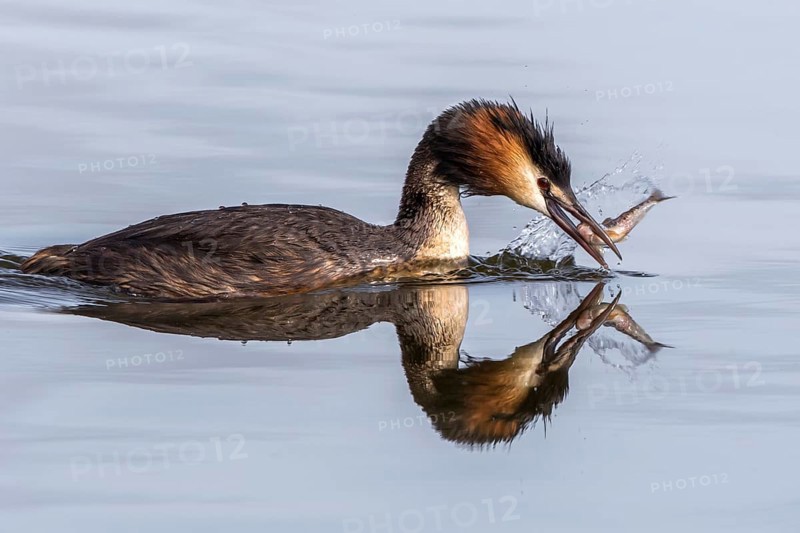 Great Crested Grebe (Podiceps cristatus) eating fish, Mecklenburg-Western Pomerania, Germany