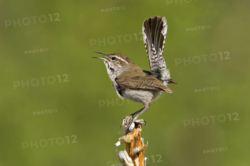 Bewick's Wren Thryomanes bewickii Texas, United States May Adult Troglodytidae