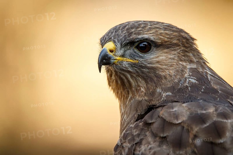 Common Buzzard (Buteo buteo), portrait, Castile and Leon, Spain