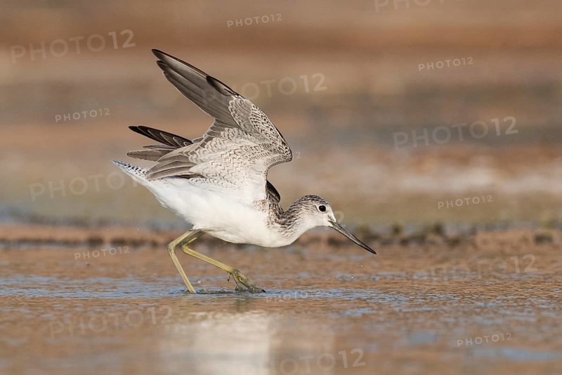 Common Greenshank (Tringa nebularia) foraging, Eilat, Israel