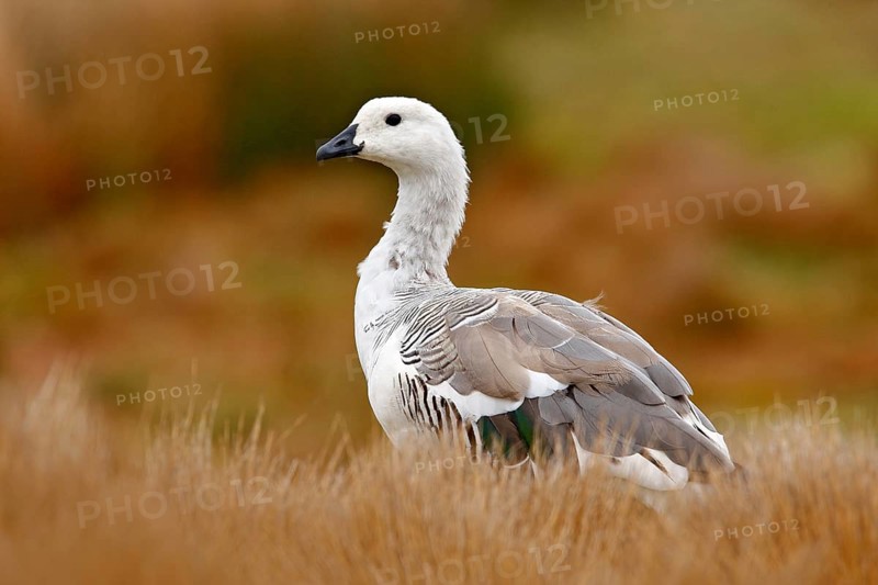 White bird with long neck. White goose in the grass. White bird in the green grass. Goose in the grass. Wild white Upland goose, Chloephaga picta, in the nature habitat, Argentina