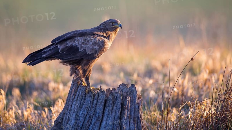 Lesser Spotted Eagle (Clanga pomarina), Mecklenburg-Western Pomerania, Germany