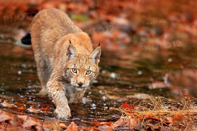 Lynx walking in the orange leaves with water. Wild animal hidden in nature habitat, Germany. Wildlife scene from forest, Germany. Lynx in autumn vegetation in the wood. Beautiful wid cat, face portrait