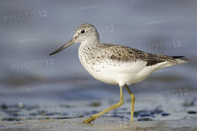 Common Greenshank (Tringa nebularia), North Rhine-Westphalia, Germany