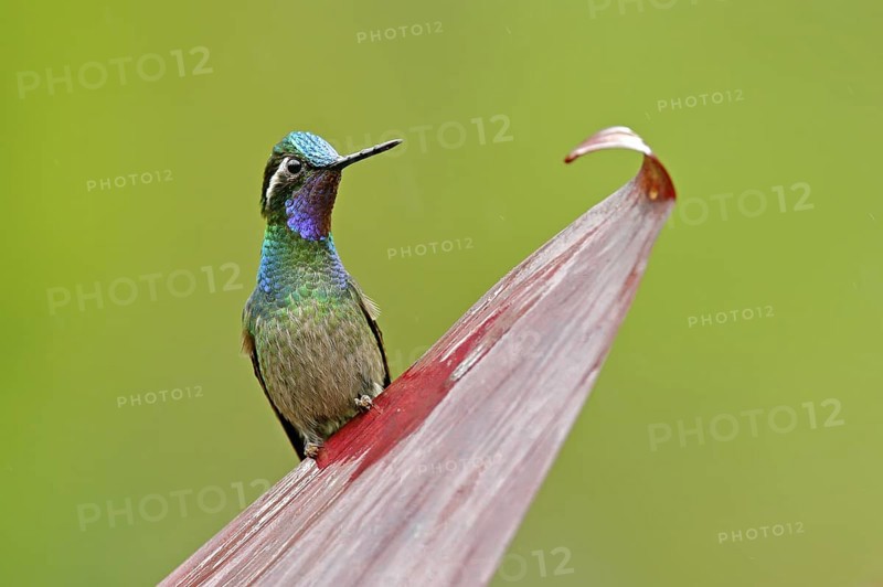 Purple-throated Mountain-gem, Lampornis calolaemus, hummingbird from Costa Rica. Violet throat small bird from mountain cloud forest in Costa Rica. Wildlife in tropic nature