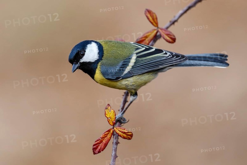 Great Tit (Parus major), Asturias, Spain
