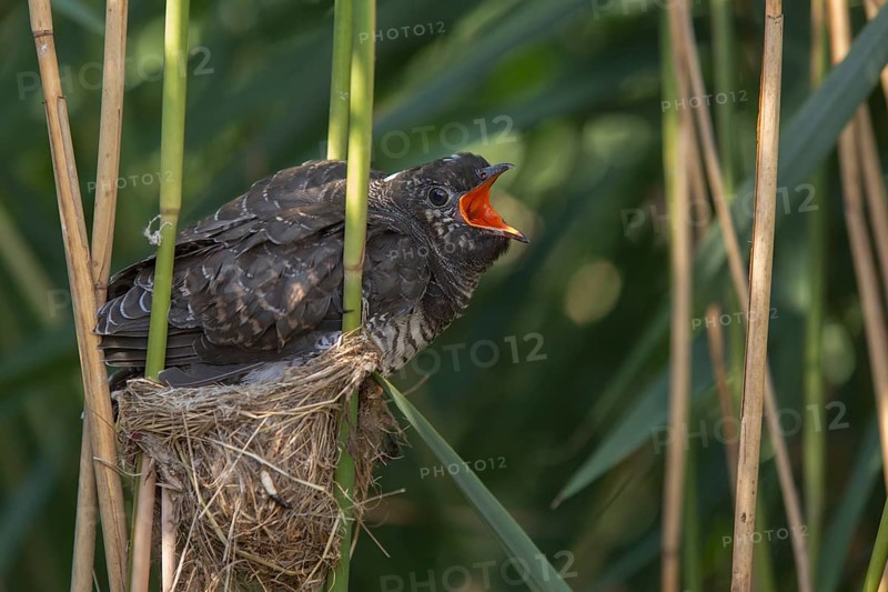 Common Cuckoo (Cuculus canorus) juvenile begging in nest of Eurasian Reed Warbler, Saxony-Anhalt, Germany