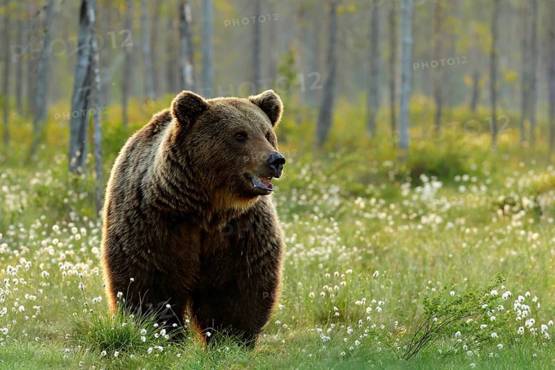Brown bear walking in forest, morning light. Dangerous animal in nature taiga and meadow habitat. Wildlife scene from Finland near Russian border. Cotton grass bloom around the lake, summer