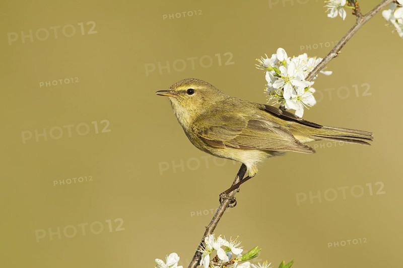 Common Chiffchaff (Phylloscopus collybita), Liechtenstein
