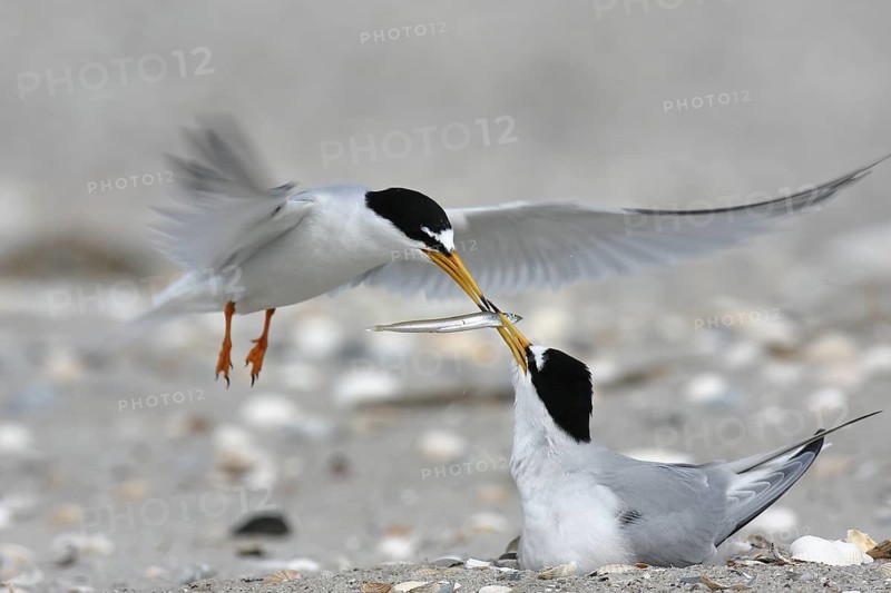 Little Tern (Sternula albifrons) mating, Lower Saxony, Germany