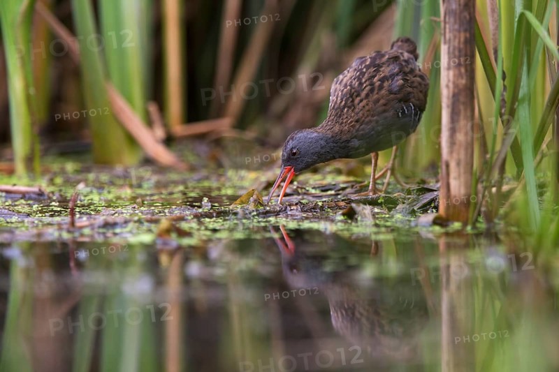 Water Rail (Rallus aquaticus) foraging, Saxony, Germany