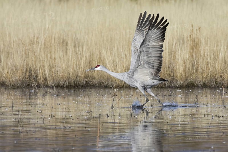 Sandhill Crane (Antigone canadensis), New Mexico, USA