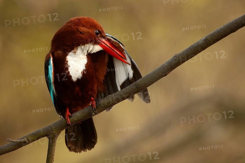 White-throated Kingfisher (Halcyon smyrnensis) preening, Rajasthan, India