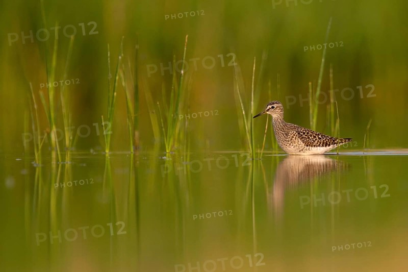 Wood Sandpiper (Tringa glareola) foraging, Lake Neusiedl, Austria