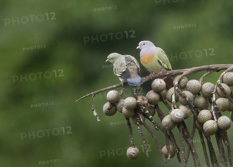 Pink-necked Green Pigeon (Treron vernans), Singapore