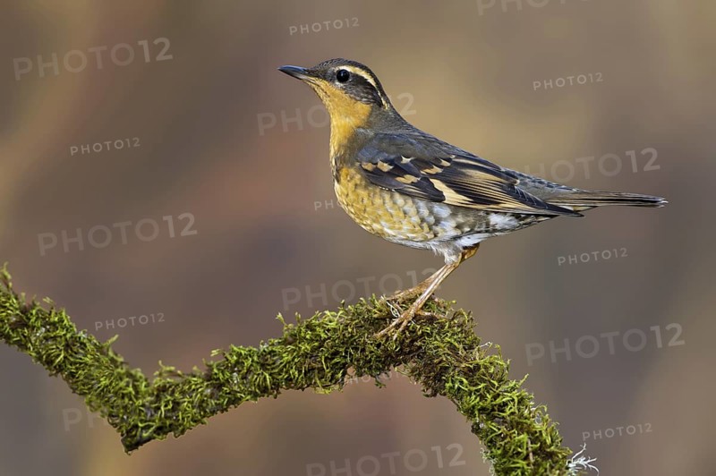 Varied Thrush (Ixoreus naevius), British Columbia, Canada