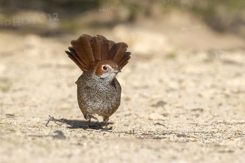 Rufous Bristlebird (Dasyornis broadbenti) perched on the ground, Victoria, Australia