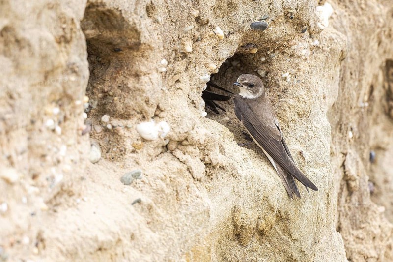 Sand Martin (Riparia riparia) at nesting wall, North Rhine-Westphalia, Germany