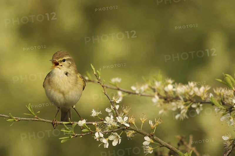 Willow Warbler (Phylloscopus trochilus), Lower Saxony, Germany