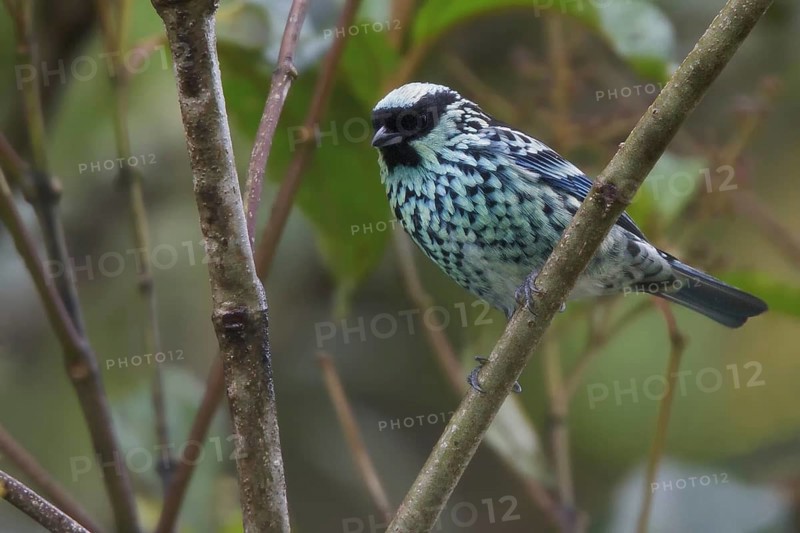 Beryl-spangled Tanager (Tangara nigroviridis), Abra Patricia Protected Area, Peru