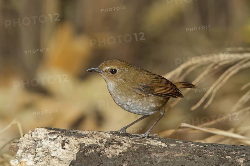 Lesser Shortwing (Brachypteryx leucophris), Doi Lang, Thailand