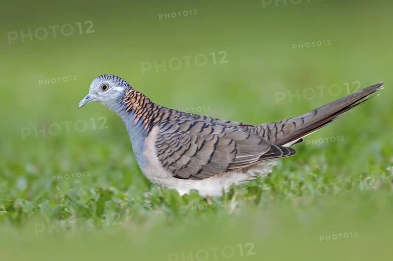 Bar-shouldered Dove (Geopelia humeralis) male, Queensland, Australia