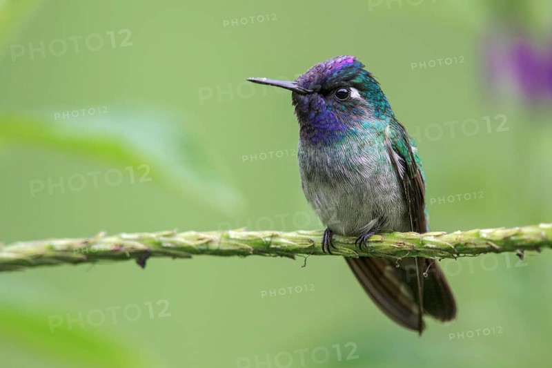 Violet-headed Hummingbird (Klais guimeti) perched on a branch in Manu National Park, Peru